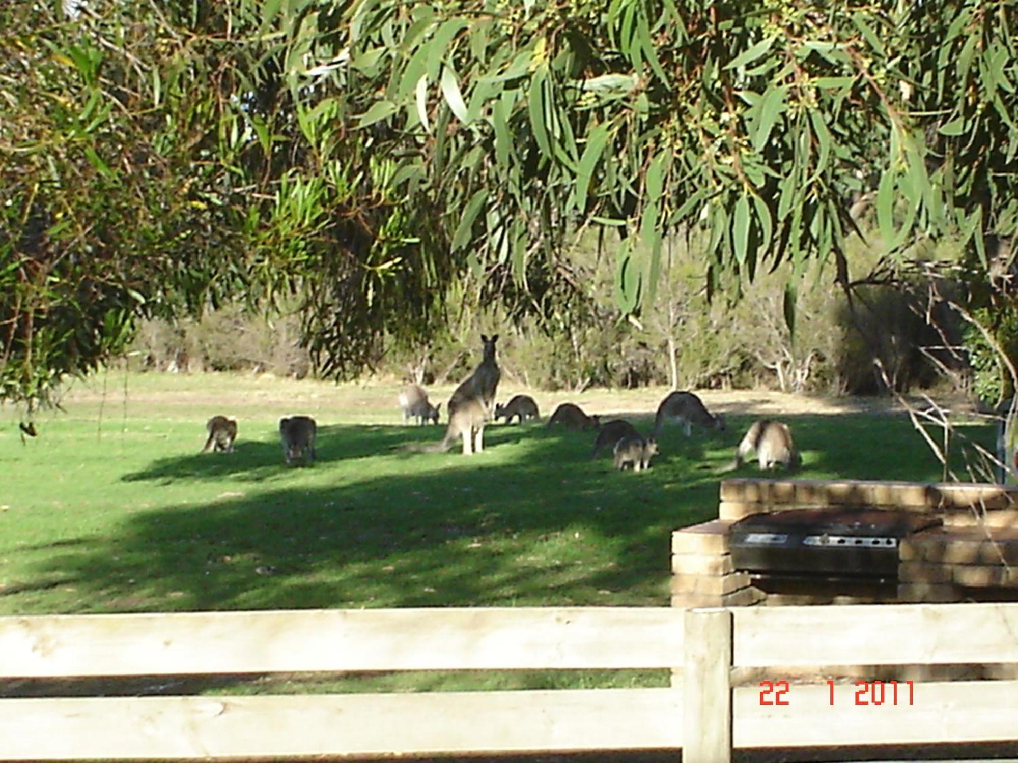 Mountain View Motor Inn & Holiday Lodges Halls Gap Dış mekan fotoğraf