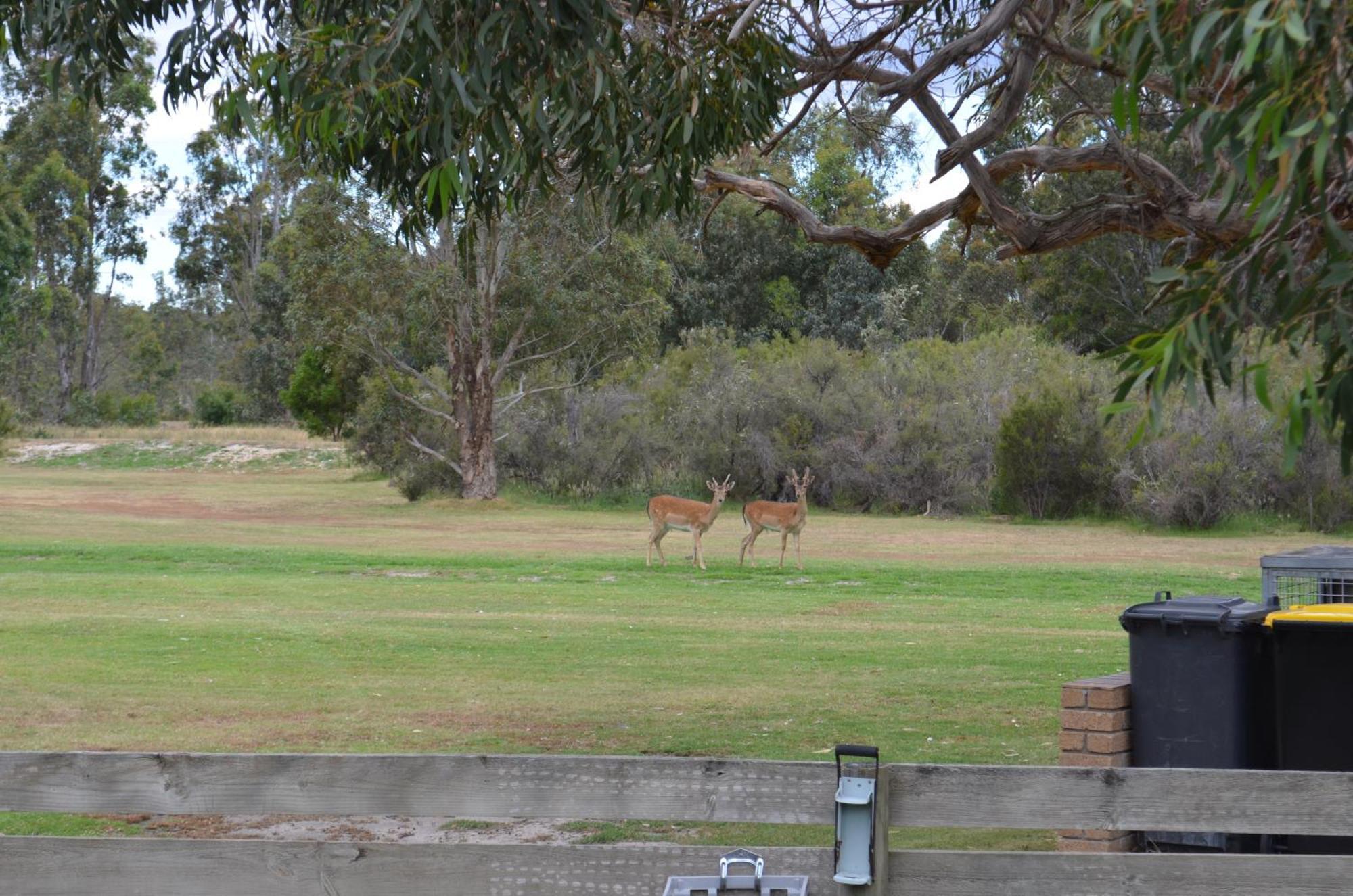 Mountain View Motor Inn & Holiday Lodges Halls Gap Dış mekan fotoğraf